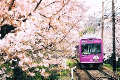 日本赏樱花的好去处 春季日本赏樱花攻略