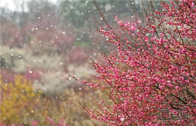 2017春季南京赏花好去处 春季南京赏花攻略