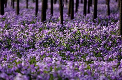 2017春季南京赏花好去处 春季南京赏花攻略