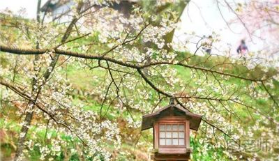 日本赏樱花的好去处 春季日本赏樱花攻略