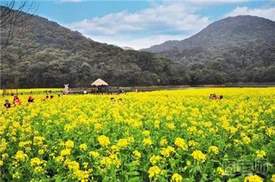 2017年广州赏花好去处 春季广州赏花攻略