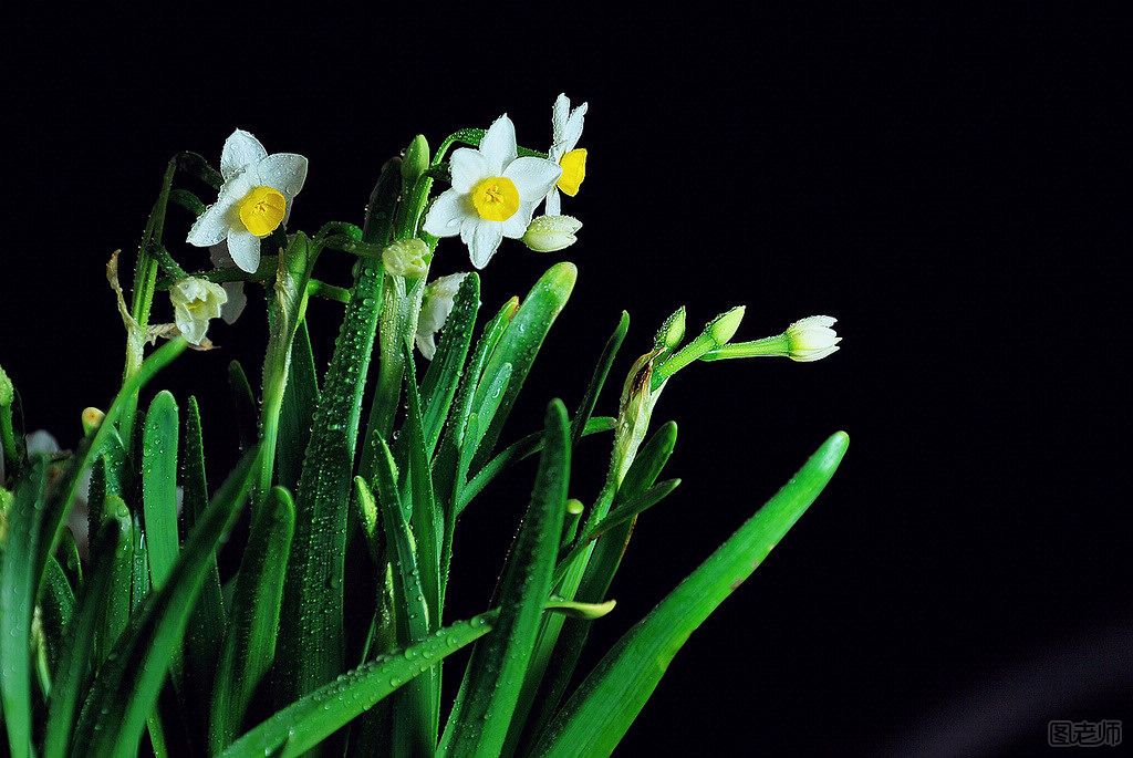 水仙花的养殖方法