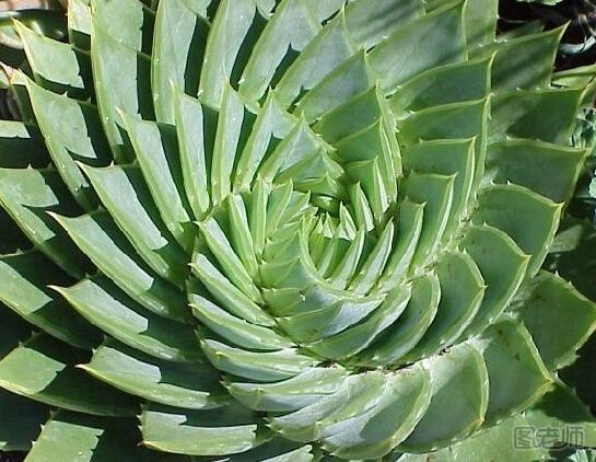 芦荟涂脸上需不需要洗