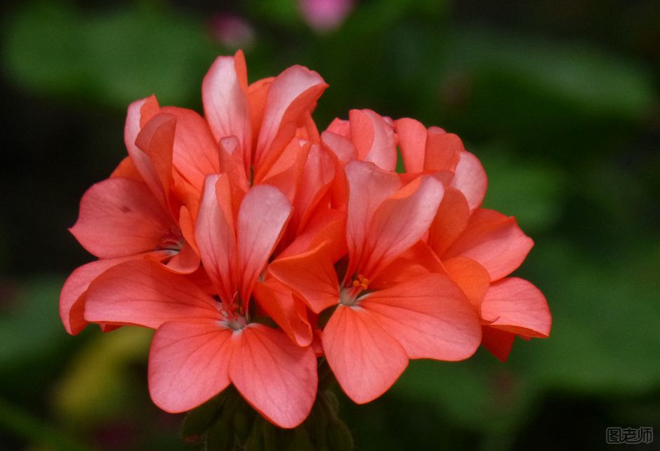 杜鹃花怎么养殖？杜鹃花种植方法及注意事项