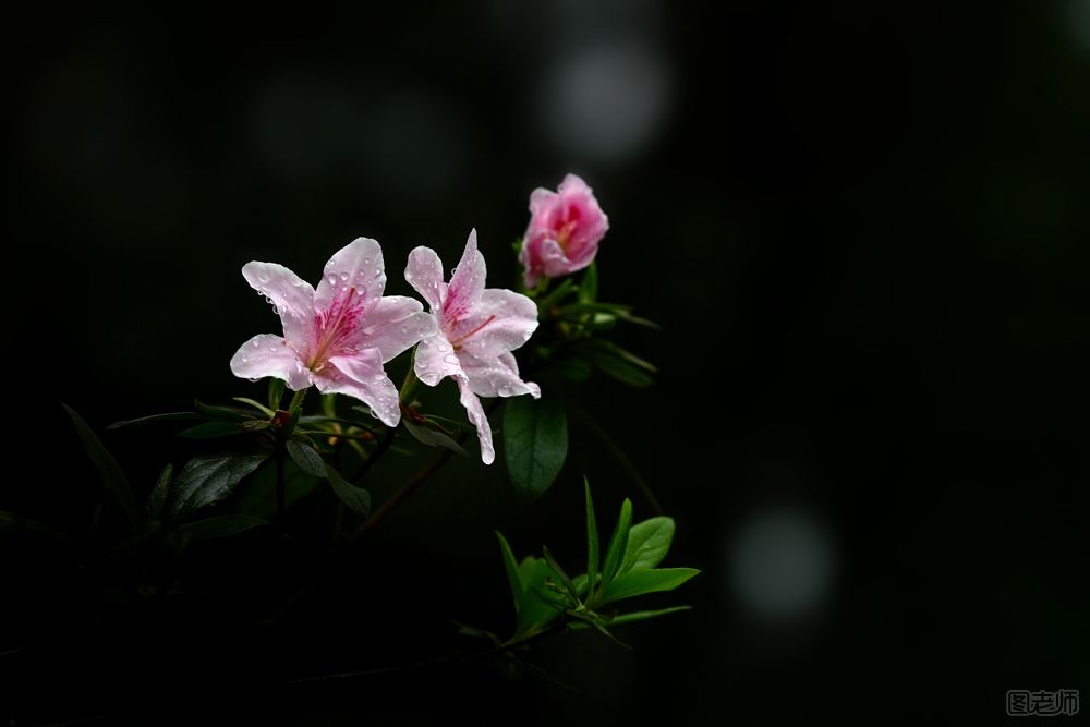 杜鹃花怎么养殖？杜鹃花种植方法及注意事项