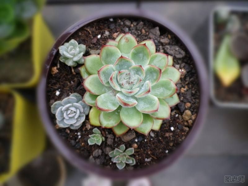 老师让带肉肉植物萌童带来块肉 肉肉植物的养殖方法