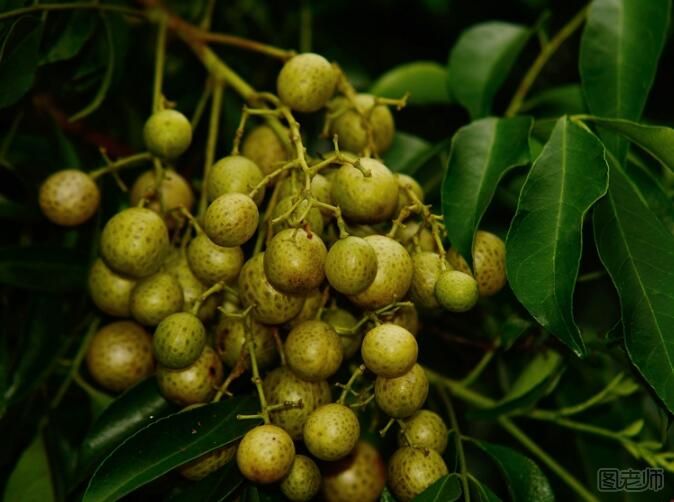 【图】山黄皮的功效与作用 山黄皮的食用方法