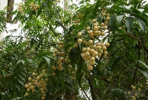 【图】山黄皮的功效与作用 山黄皮的食用方法