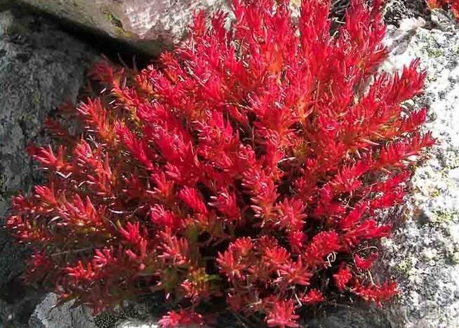 【图】红景天的功效与作用 红景天的禁忌有哪