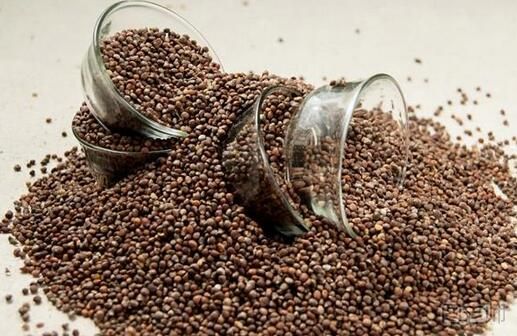 【图】紫苏子的功效与作用 紫苏子的禁忌是什么