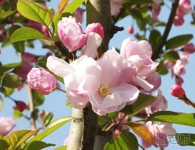 日本海棠怎么种植 日本海棠的种植方法