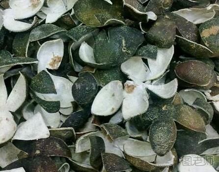 【图】青皮的功效与作用 青皮的禁忌是什么(3