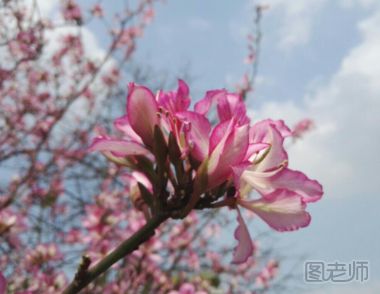 紫荆花与羊蹄甲树花的区分方法