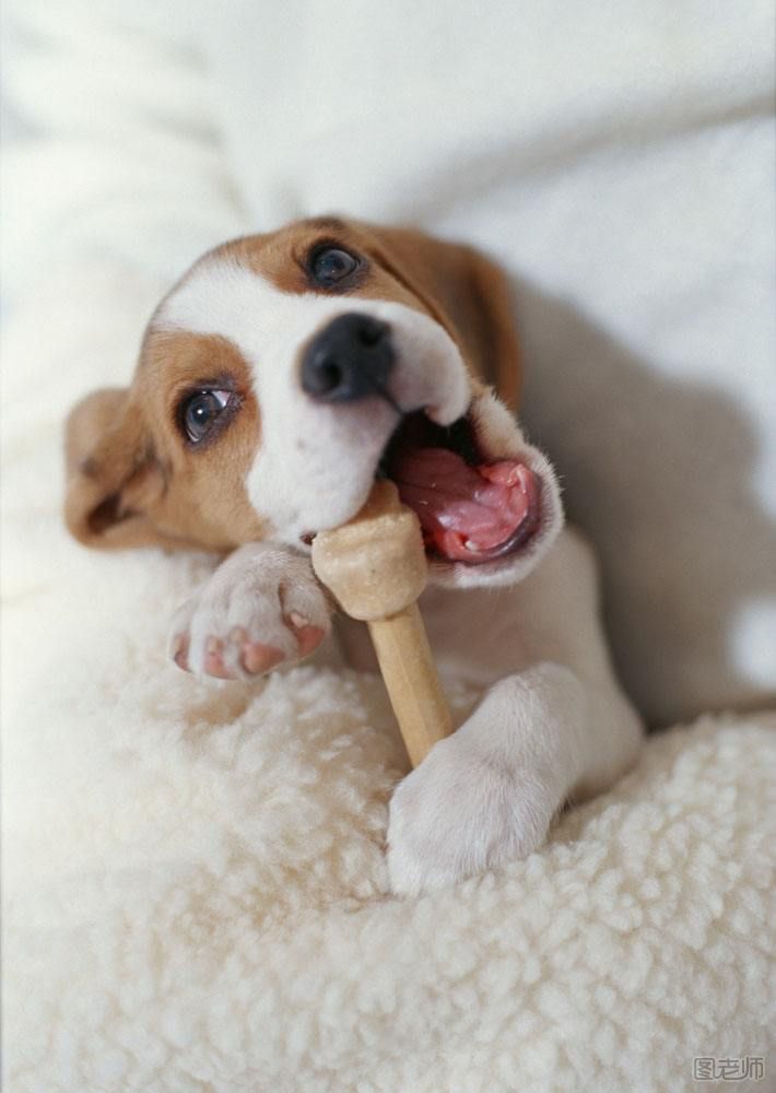 【图】狗狗为什么会的细小 如何防止细小病_图