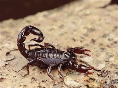 【图】蝎子有哪些功效与作用,蝎子吃了有什么