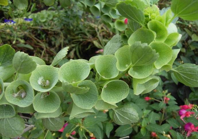 贝壳花栽培要点 贝壳花栽培方法