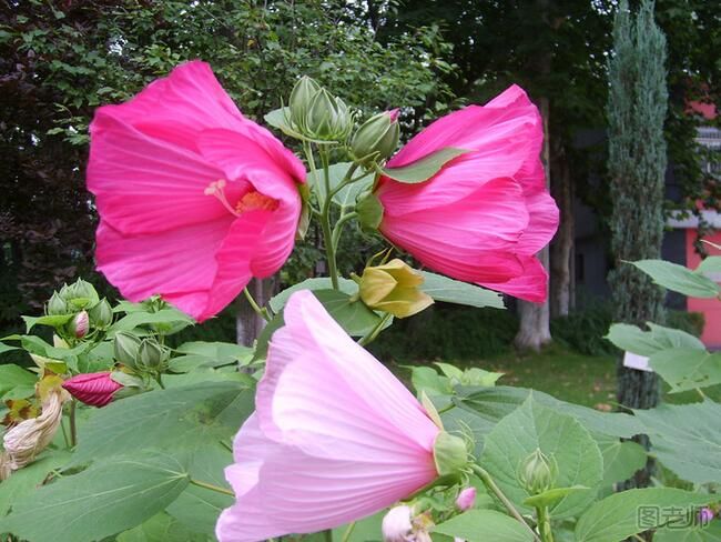 芙蓉葵如何养殖