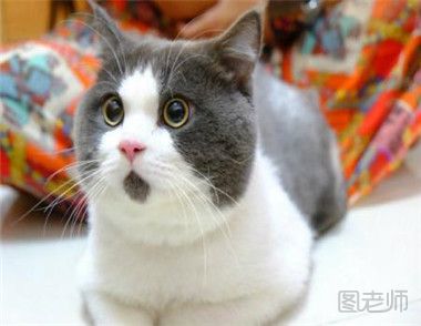 给英国短毛猫喂食要注意什么