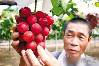 【图】2017世界上最贵水果排行榜,世界十大土