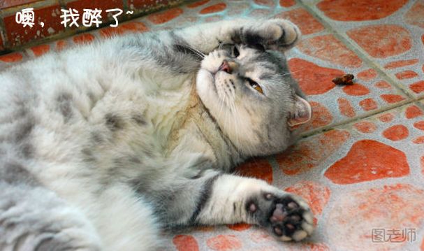 治猫方针：养猫必知的猫咪弱点