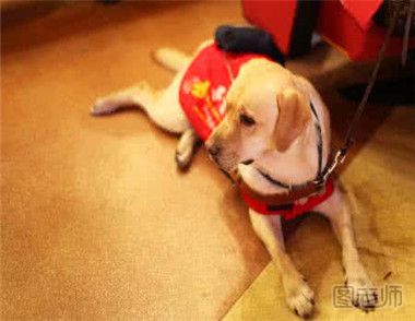 如何训练导盲犬？训练导盲犬的流程