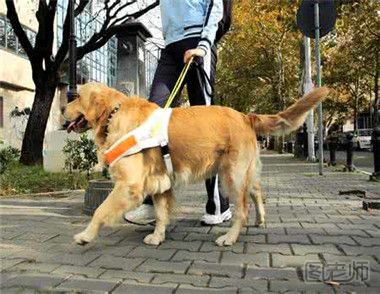 如何训练导盲犬？训练导盲犬的流程