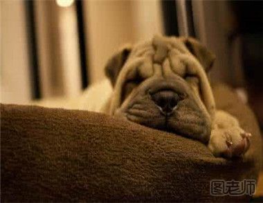 中国沙皮犬怎么护理？饲养中国沙皮犬的方法