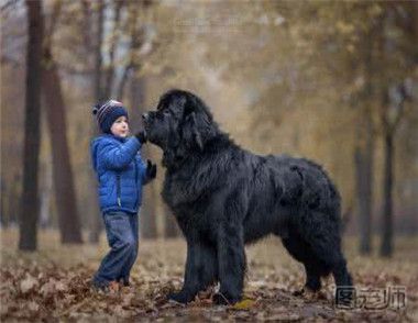 世界上有哪些超大型犬