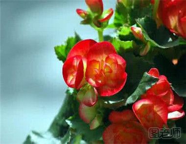 种植玻璃海棠花时要注意什么