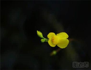 黄花狸藻怎么种植