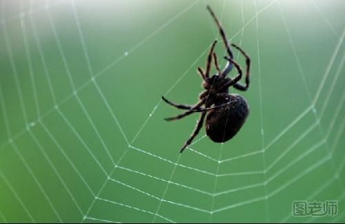 20101娄底男子被蜘蛛咬伤手臂溃烂  夏季如何预防蚊虫叮咬003230003-376988182.jpg