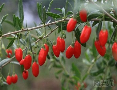 8月份适合种植哪些蔬菜