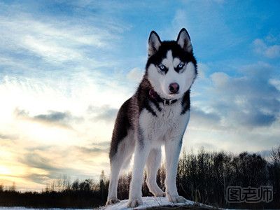 西伯利亚雪橇犬是不是哈士奇 原来二哈还有这个名字