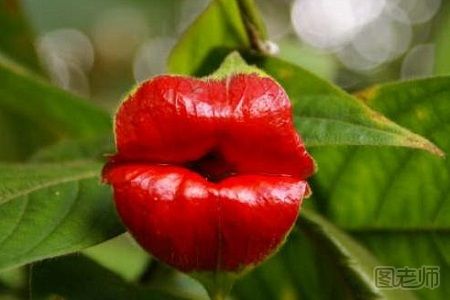 嘴唇花简介 嘴唇花的花语是什么