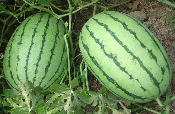八月份能种大棚西瓜吗？大棚八月可以种西瓜吗？