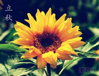 立秋后过敏性鼻炎犯了怎么办?秋季过敏性鼻炎