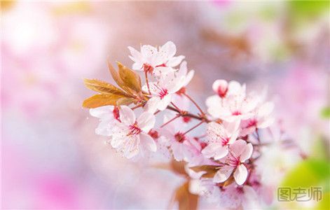 樱花的花语揭秘  代表着爱情与希望 