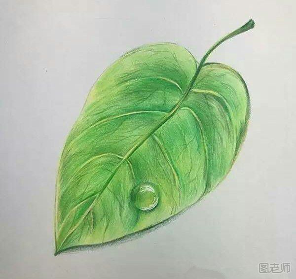 彩铅画教程 如何用彩铅画一片带水滴的树叶