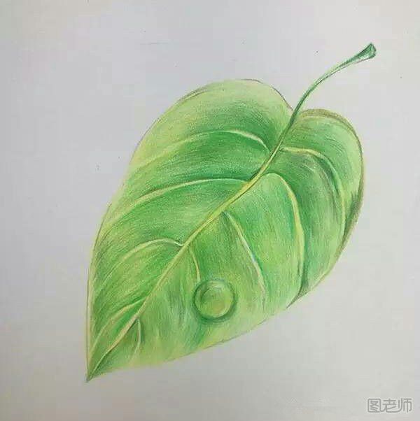 彩铅画教程 如何用彩铅画一片带水滴的树叶