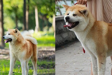 饲养秋田犬要注意什么