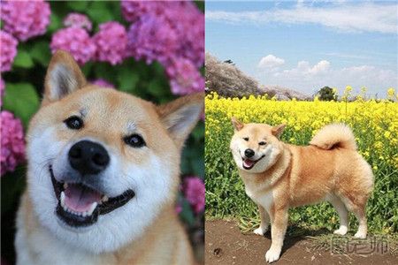 柴犬和秋田犬的区别是什么