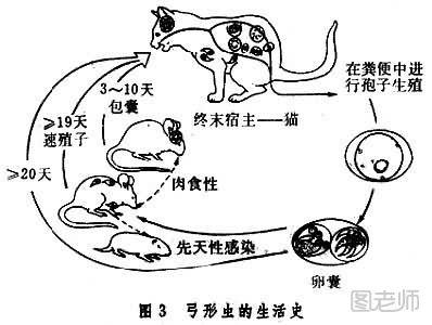 怎么预防弓形虫