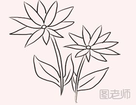 野菊简笔画怎么画