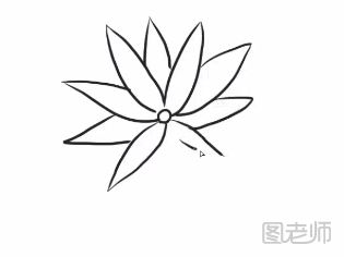 野菊简笔画怎么画