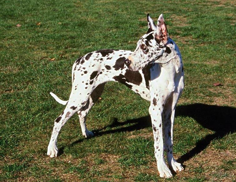 大丹犬有哪些种类？