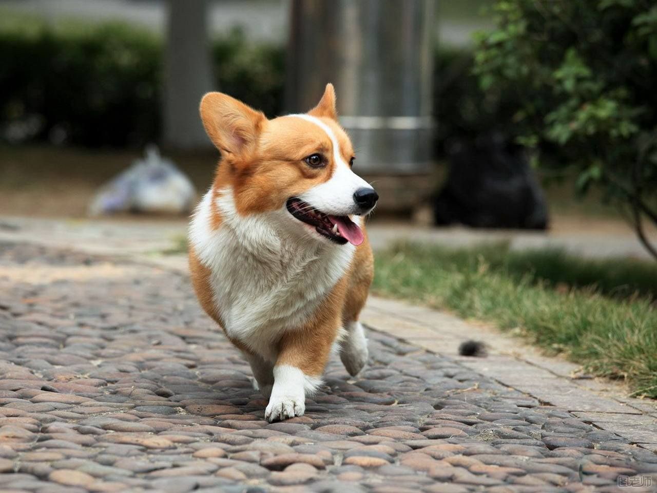 柯基犬是怎么断尾的？