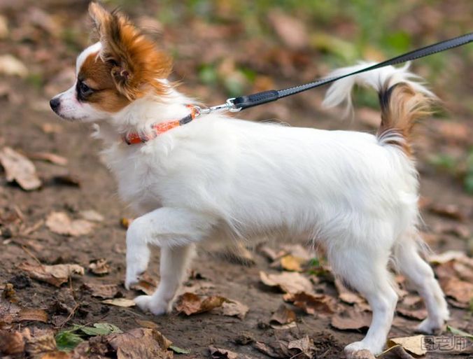 蝴蝶犬发情的时候有什么表现？