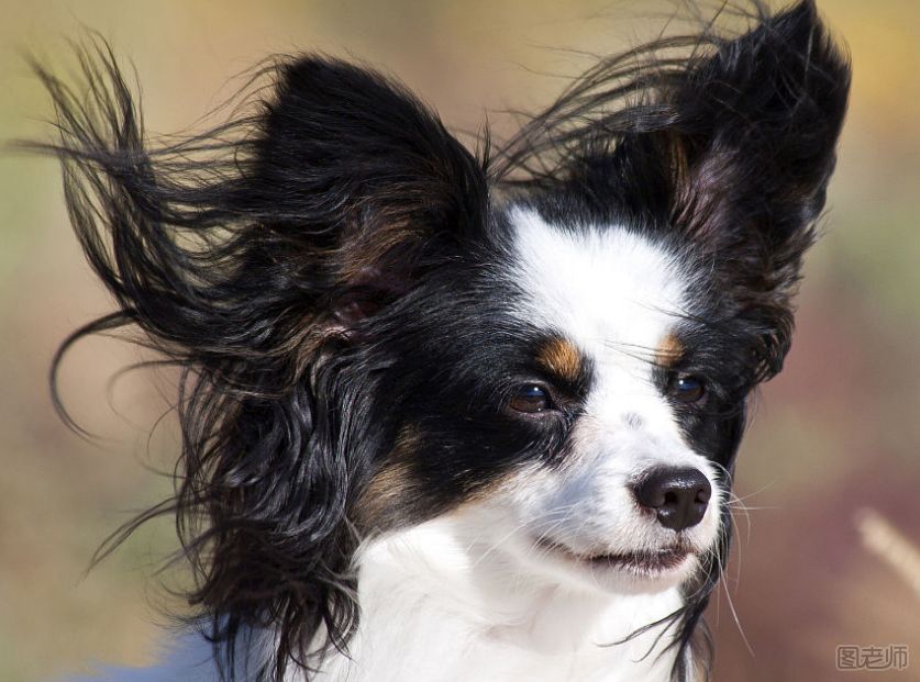 蝴蝶犬的牙齿怎么护理？