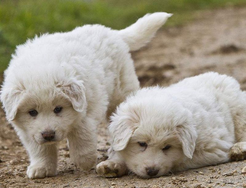 怎么训练大白熊犬大小便？