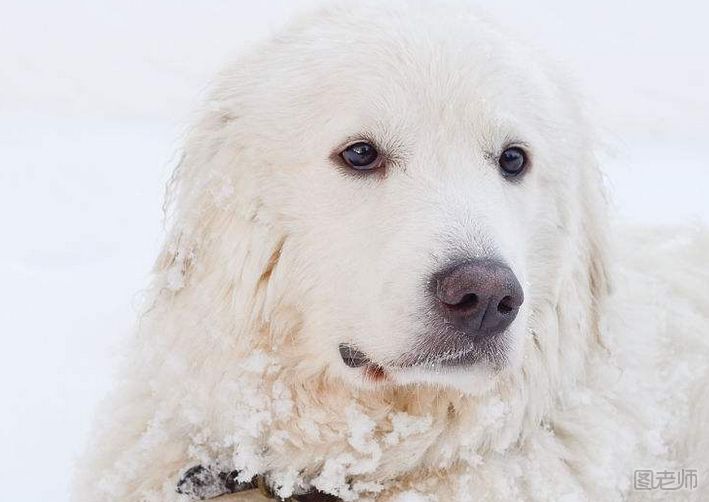 怎么训练大白熊犬大小便？